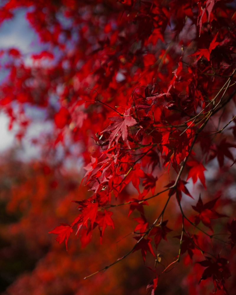 arbre-feuilles-rouges-automne