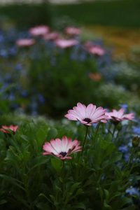 parterre-fleurs-rose-bleues-herbe